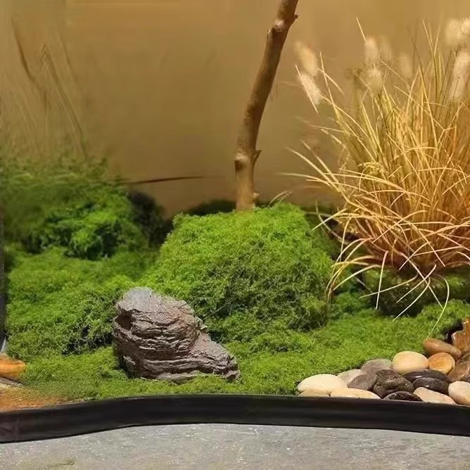 200g Ebedi Yaşam Yosun DIY El  - Terrarium Moss Art incelemesi ve fiyatı